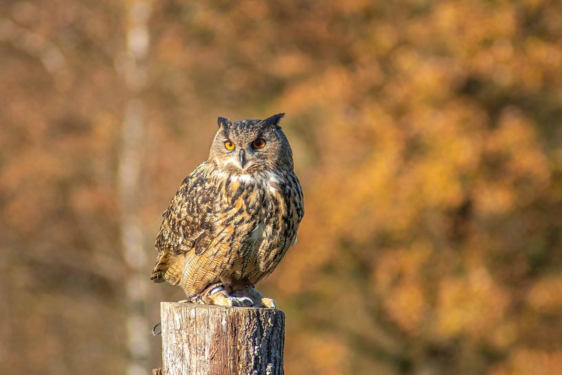 Bird von Tomas S.