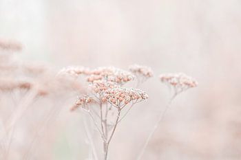 Wildflowers Soft Beige