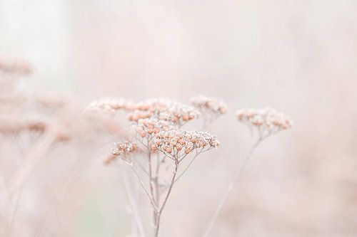 Wildflowers Soft Beige