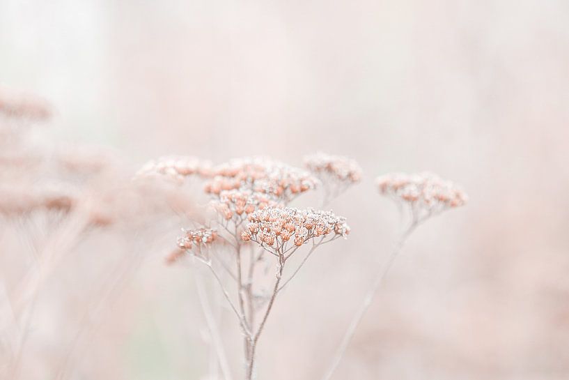 Wildflowers Soft Beige by Monika Strigel