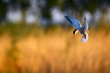 Praying tern in the golden hour by Anne Ponsen