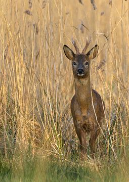 Deer by Jos Pannekoek