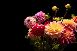 Kleurrijke Dahlia's