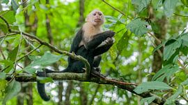 Capucin à épaulettes blanches