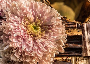 Chrysant