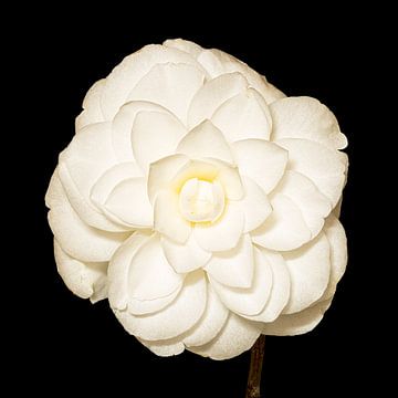 Camellia (Theaceae) van Carola Schellekens