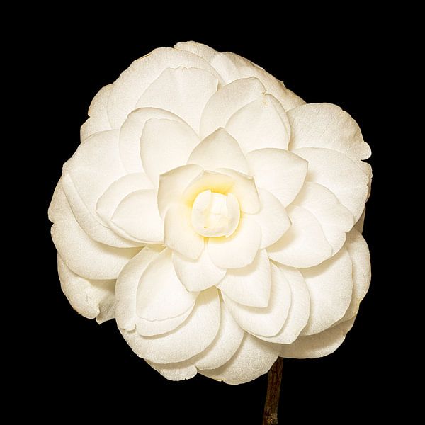 Camellia (Theaceae) van Carola Schellekens