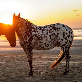 2 paarden op strand tijdens zonsondergang van Shirley van Lieshout