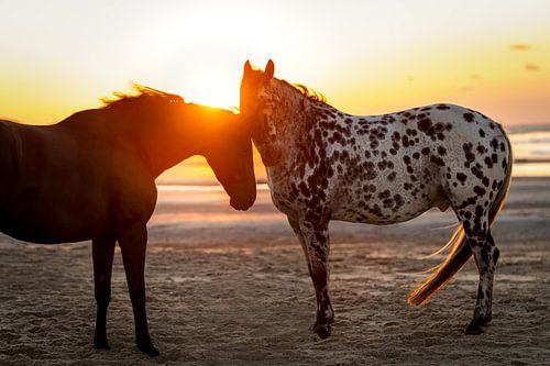 2 chevaux sur la plage au coucher du soleil