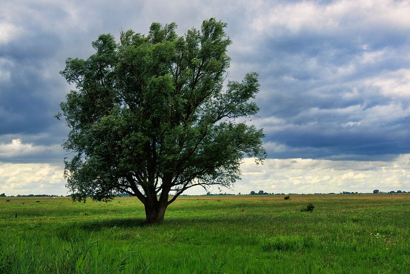 Solitaire boom in grasland van Photo Henk van Dijk