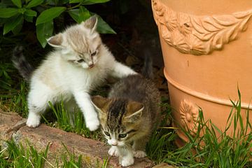 Jonge kat, kitten, poes,  van Rene van der Meer