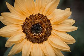 Sunflower by Danique Habets