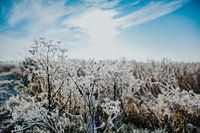 Winter in Holland
