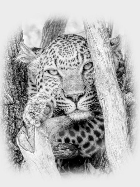 Leopard in the tree by Eric Nagel