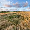 Fields of wheat in the Hogeland region of Groningen near Eenrum. The evening sun gives the landscape by Bas Meelker