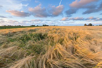 Graanvelden in het Hogeland in Groningen bij Eenrum. De avondzon geeft het landschap een warme gloed