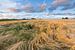 Champs de blé dans la région du Hogeland de Groningen, près d'Eenrum. Le soleil du soir donne au pay sur Bas Meelker