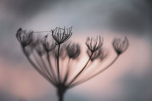 Daucus carota