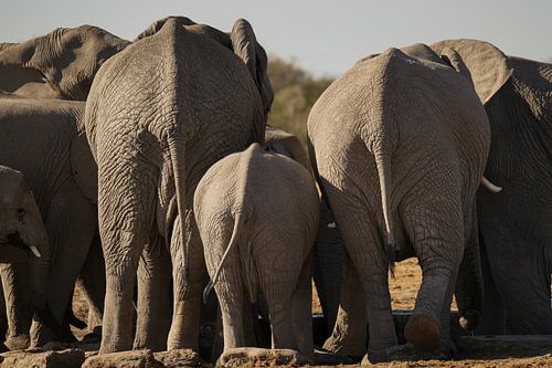 Trois d'affilée : des éléphants se pressent près d'un point d'eau, parc national d'Etosha, Namibie