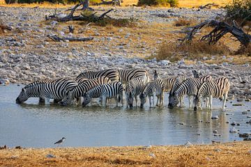 Zebras at the waterhole in Namibia by Roland Brack