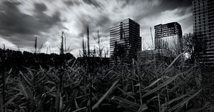 Maisveld op de Zuidas van Amsterdam van Mark den Hartog