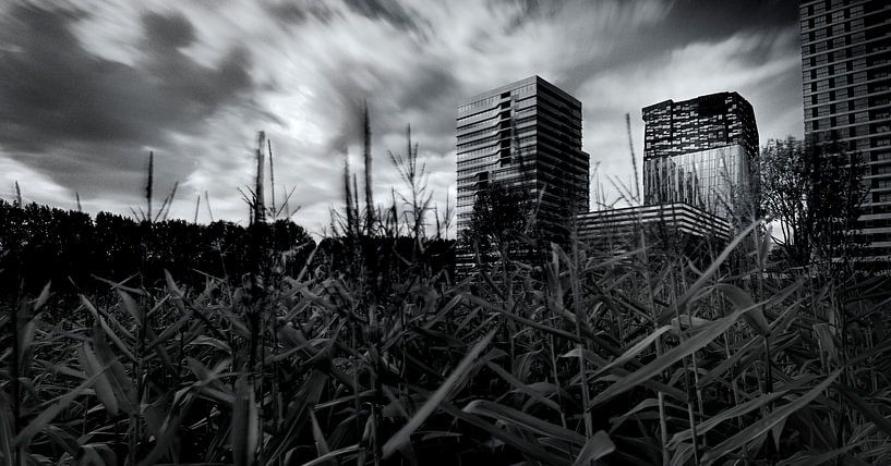 Urban Cornfield by Mark den Hartog