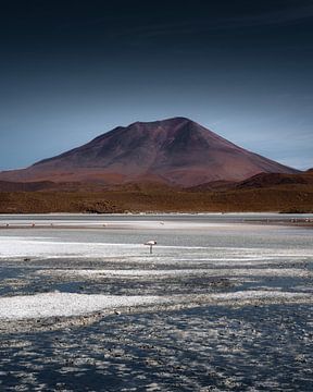 Flamingo on the Bolivian plateau | Bolivia by Felix Van Leusden