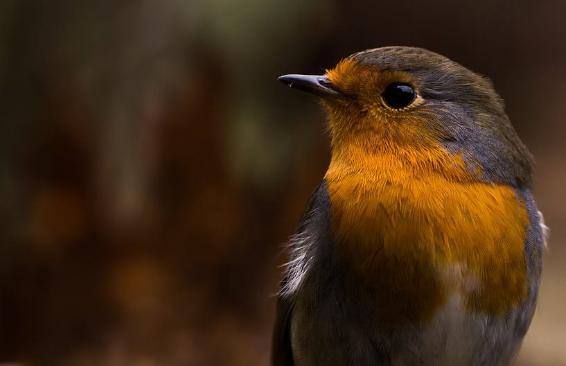 Unser Rotkehlchen von Danny Slijfer Natuurfotografie
