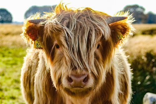 Schottischer Highlander