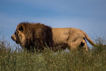 De leeuwen koning van Selwyn Smeets - SaSmeets Photography