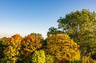 Herbstlich gefärbte Bäume mit blauen Himmel von Rico Ködder Miniaturansicht