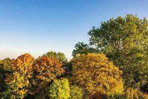 Herbstlich gefärbte Bäume mit blauen Himmel