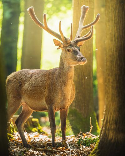 Staand edelhert tussen bomen