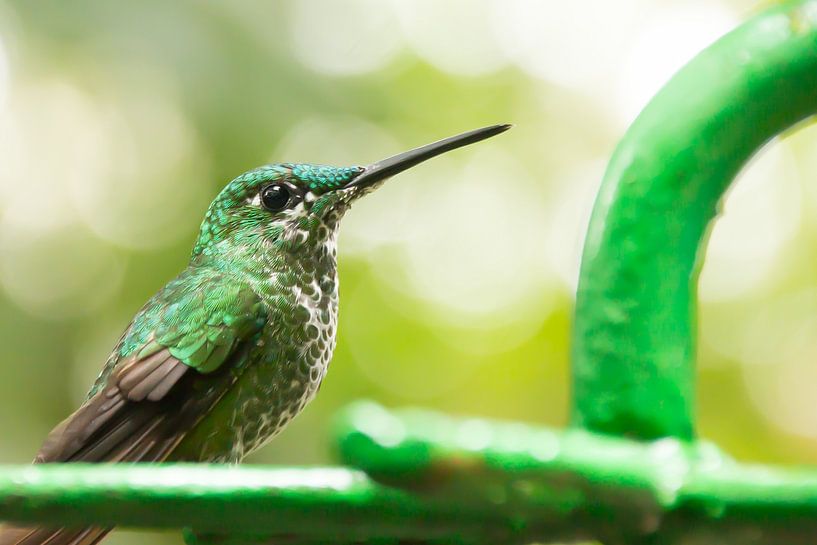 Groene Kolibri in Costa Rica van Christel Bekkers