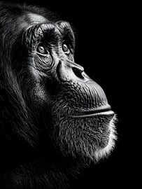 Gorilla – Würdevolles Seitenprofil in Schwarzweiß