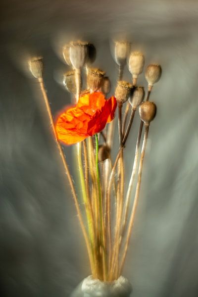 Popping poppy by Gerry van Roosmalen