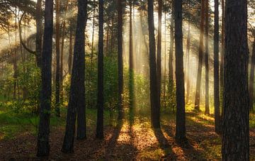 zonnig bos van Mykhailo Sherman