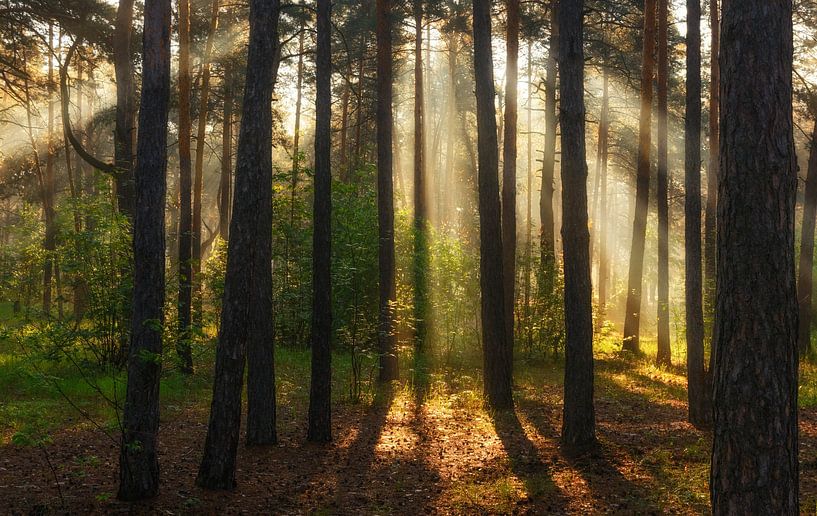 forêt ensoleillée par Mykhailo Sherman