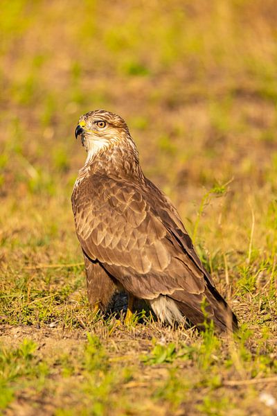 Buizerd (Buteo buteo) van Gert Hilbink