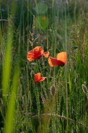 Poppies in the evening by Kimfaesdesign