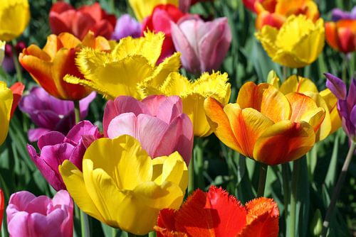 Tulips
