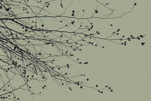 Sitting Under the Tree Mossy Green