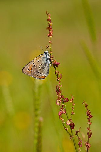 een rode vuurvlinder op zuring
