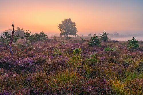 Een mistige zonsopgang bij het Aekingerzand