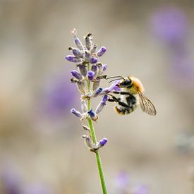 Frühling im Garten / Biene auf Lavendel von Miranda Palinckx