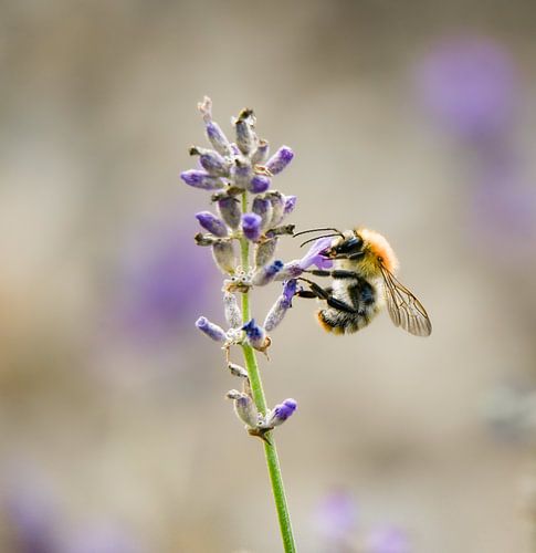 Frühling im Garten / Biene auf Lavendel