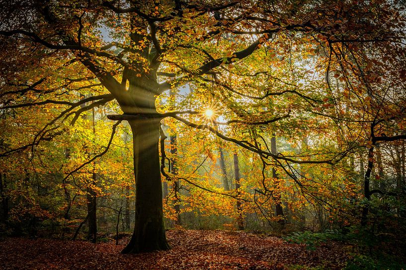 Golden rain by Ger vd Broek natuurfotografie