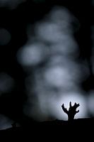 Silhouet van een koraalzwam