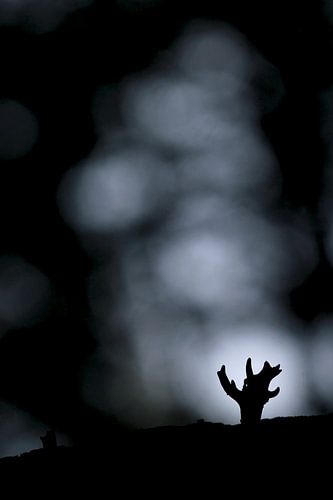 Silhouet van een koraalzwam