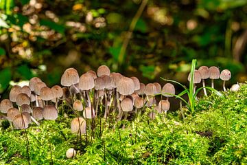 Oude paddenstoelen in het bos van Andreas Völkel